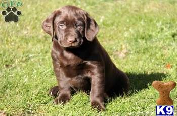 Labrador Retriever Puppies