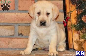 Puppies in PA