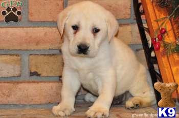 Puppies in PA