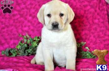 Puppies in PA