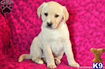 Labrador Retriever Puppies