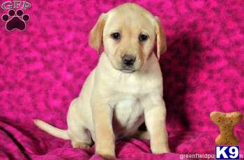Labrador Retriever Puppies