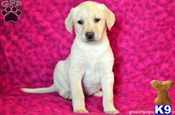 Labrador Retriever Puppies