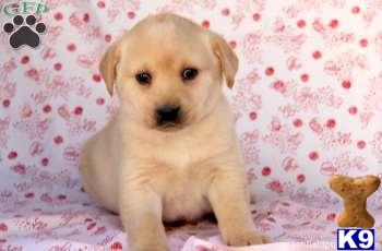 Labrador Retriever Puppies