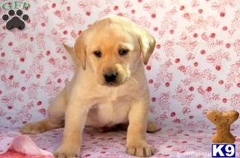 Labrador Retriever Puppies