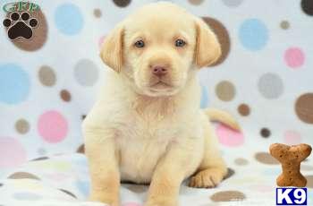 Puppies in PA