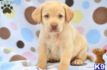 Puppies in PA