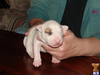Bull Terrier Puppies for Sale
