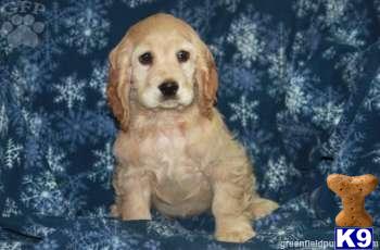 Cocker Spaniel Puppies
