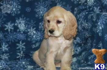 Cocker Spaniel Puppies