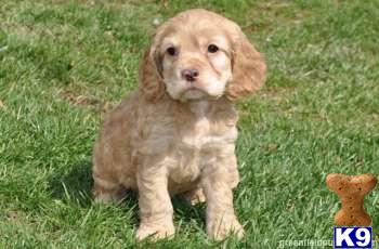 Cocker Spaniel Puppies