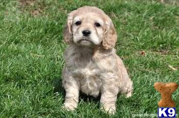 Cocker Spaniel Puppies