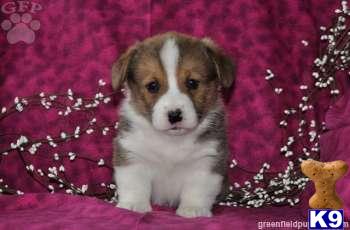 Pembroke Welsh Corgi Puppies