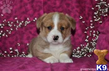 Pembroke Welsh Corgi Puppies