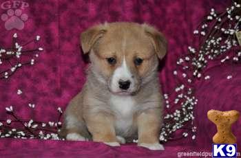 Pembroke Welsh Corgi Puppies