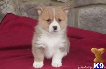 Pembroke Welsh Corgi Puppies