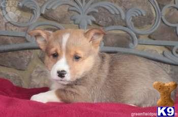 Pembroke Welsh Corgi Puppies