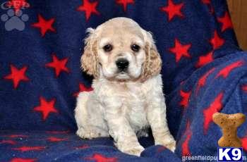 Cocker Spaniel Puppies