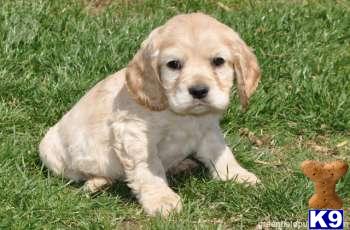Cocker Spaniel Puppies