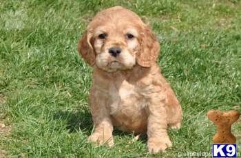 Cocker Spaniel Puppies