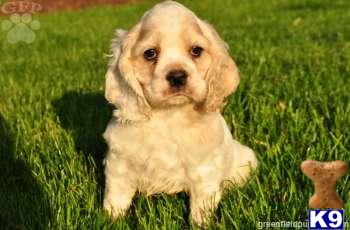 Cocker Spaniel Puppies