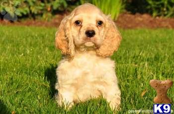 Cocker Spaniel Puppies