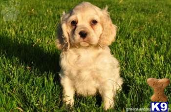 Cocker Spaniel Puppies