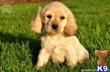 Cocker Spaniel Puppies