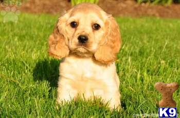 Cocker Spaniel Puppies