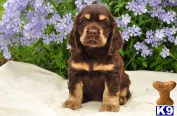 Cocker Spaniel Puppies