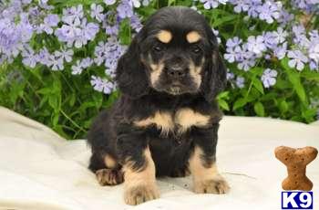 Cocker Spaniel Puppies