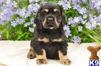 Cocker Spaniel Puppies