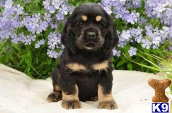 Cocker Spaniel Puppies