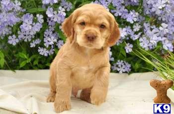 Cocker Spaniel Puppies