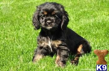 Cocker Spaniel Puppies