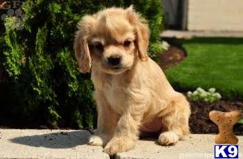 Cocker Spaniel Puppies