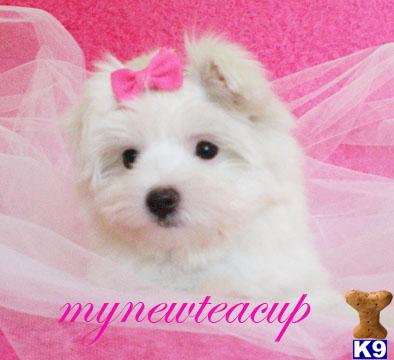 Hypoallergenic Dogs