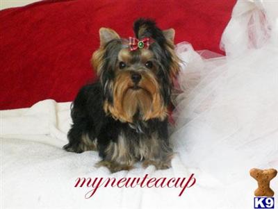 Hypoallergenic Dogs