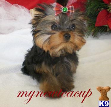 Hypoallergenic Dogs