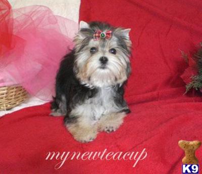 Hypoallergenic Dogs