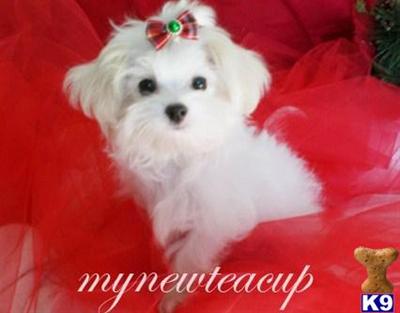 Hypoallergenic Dogs