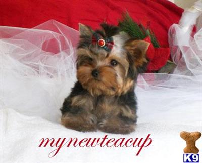 Hypoallergenic Dogs