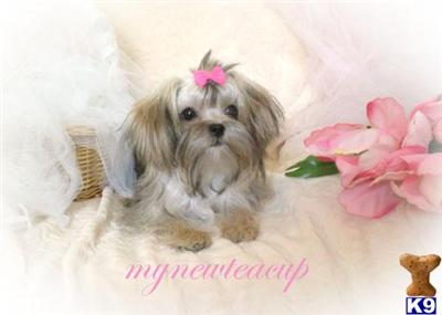 Shih Tzu Puppies for Sale