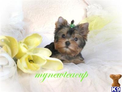 Hypoallergenic Dogs