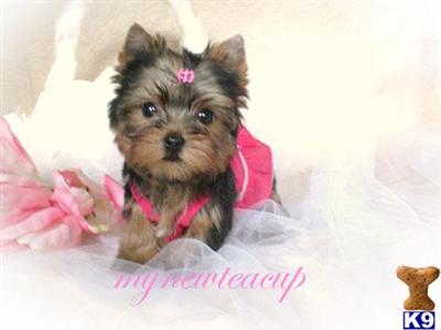 Hypoallergenic Dogs