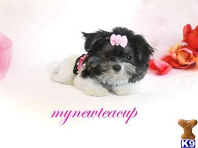 Maltese Puppies for Sale