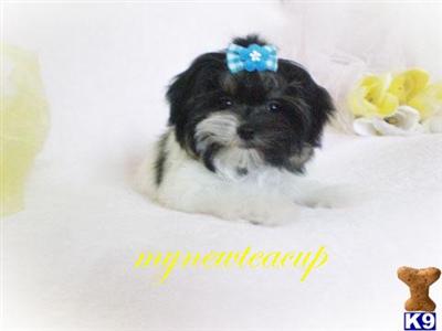 Maltese Puppies for Sale