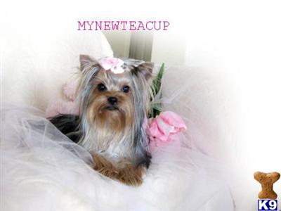Dogs for Sale in CA