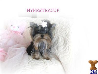 Dogs for Sale in CA