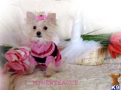 Maltese Puppies for Sale